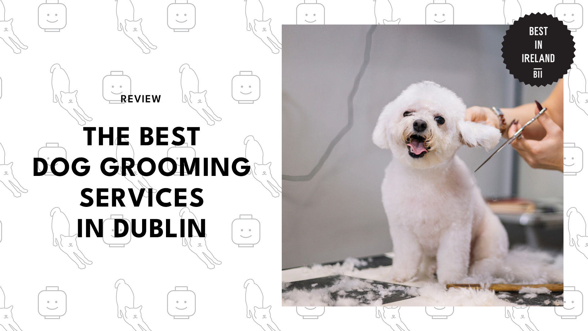 The 7 Best Dog Grooming Services in Dublin 2024